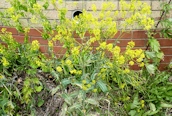 Woad