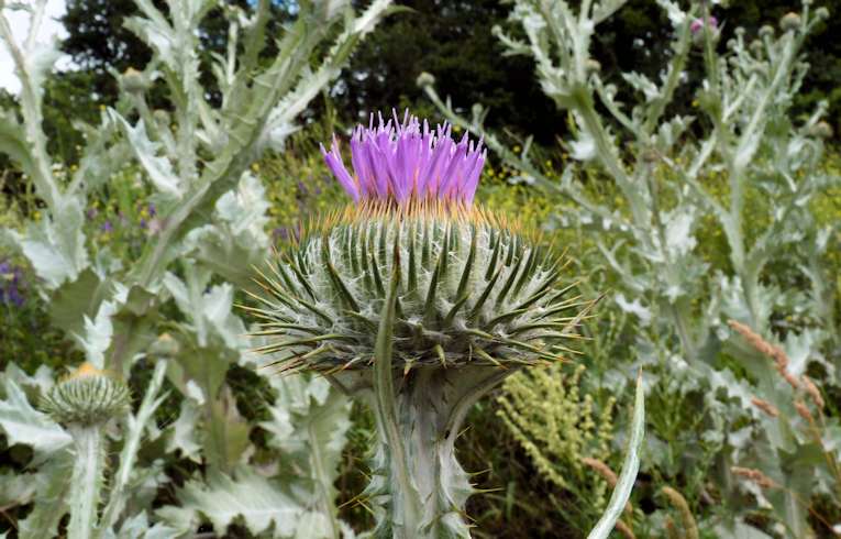 Cotton Thistle