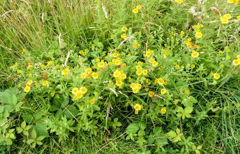 Fleabane