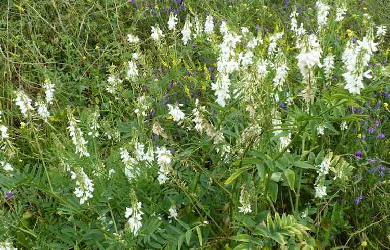 Goat's Rue