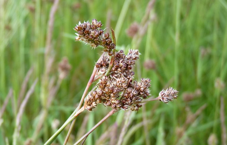 Luzula multiflora