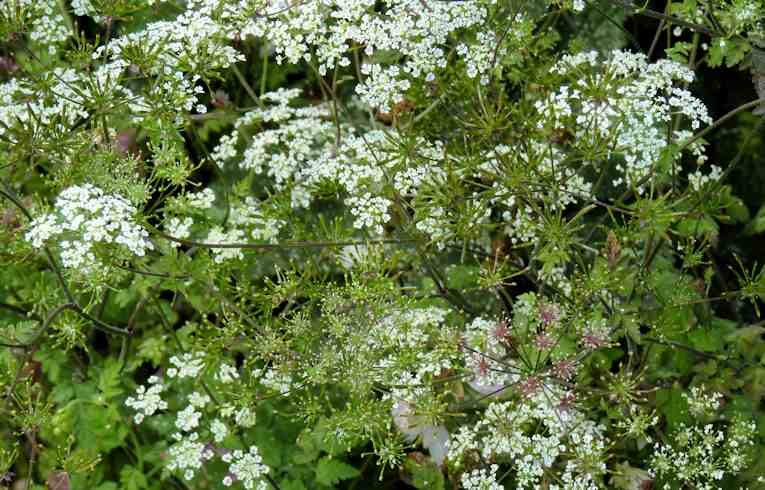 Rough Chervil