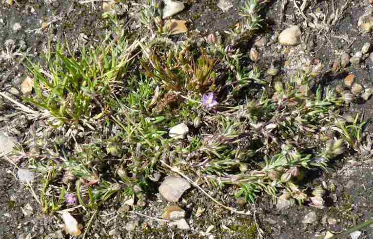 Sand Spurrey