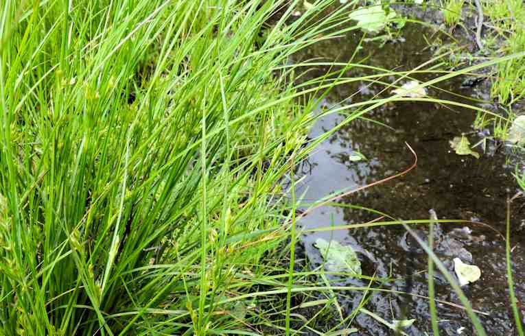 Toad Rush