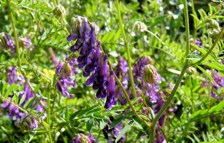 Tufted Vetch