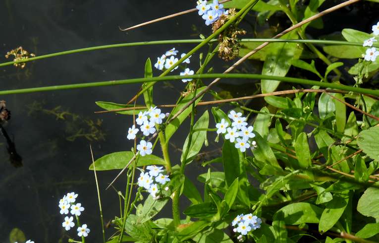 Water Forget-me-not