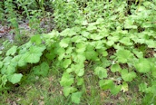 Colt's-foot