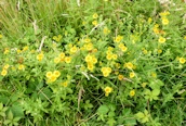 Fleabane