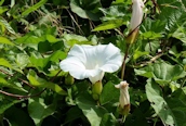 Great Bindweed