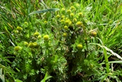 Pineapple Mayweed