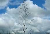 Prickly Sow-thistle