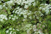 Rough Chervil