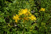 St. John's Wort