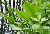 Great Plantain