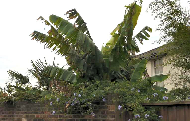 Banana Musa spp.