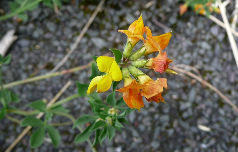 Bird's-foot Trefoil