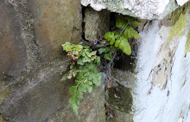 Black Spleenwort