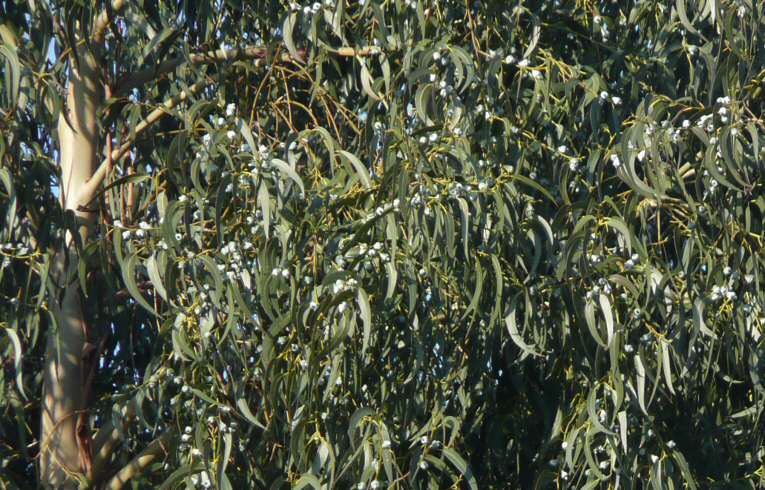 Blue Gum