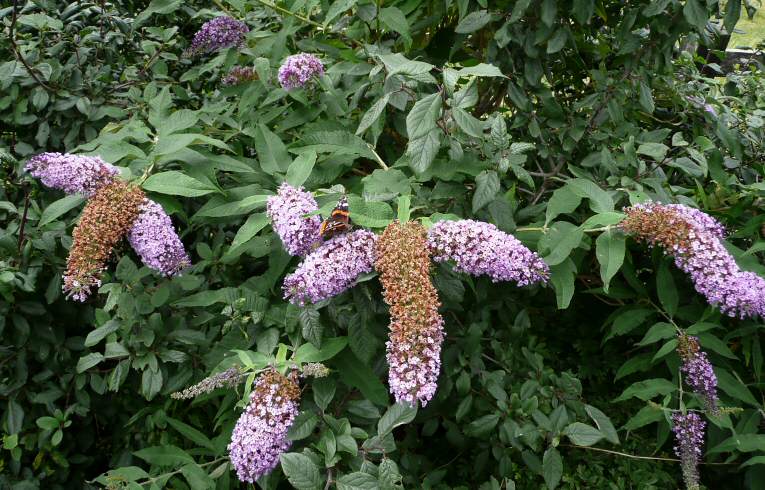 Buddleia