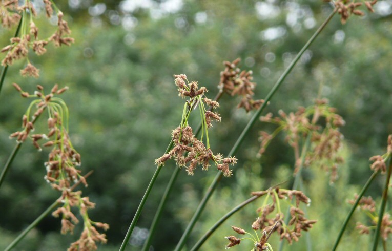 Bulrush