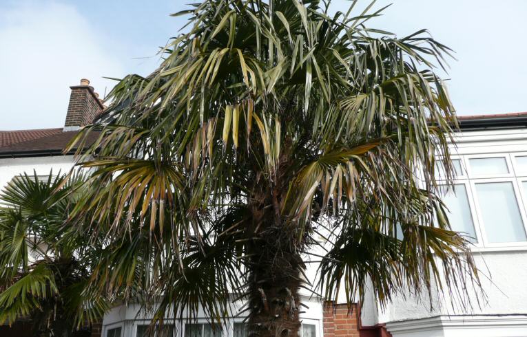 Chusan Palm Trachycarpus fortunei