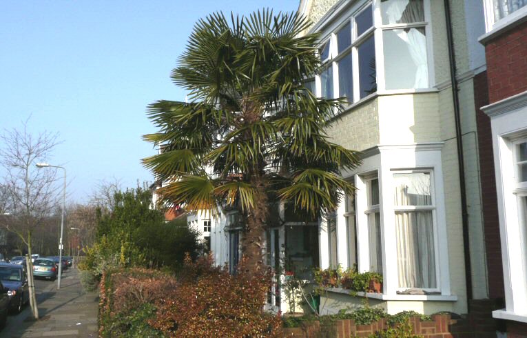Chusan Palm