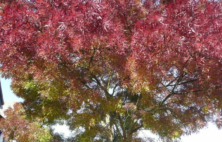 Claret Ash