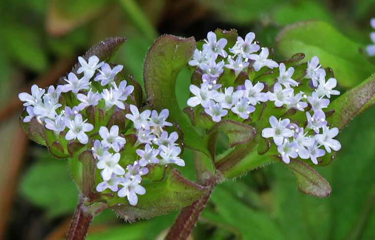 Common Cornsalad