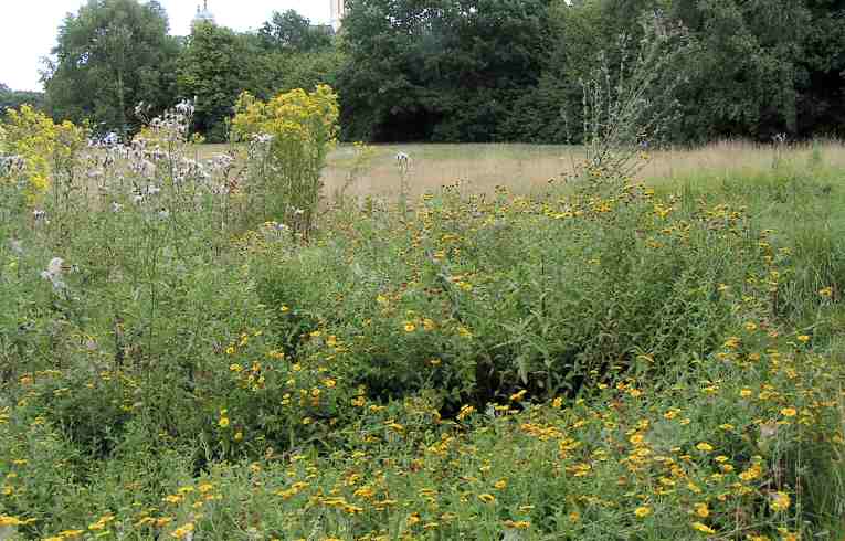 Common Fleabane