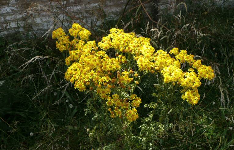 Common Ragwort