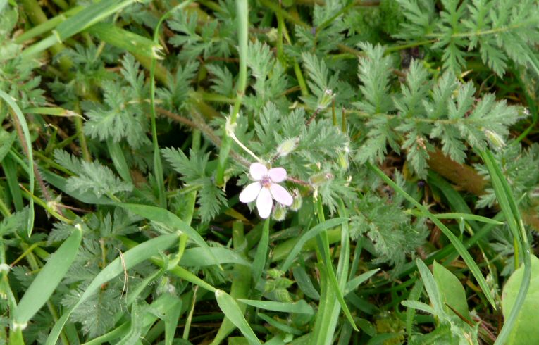 Common Stork's-bill