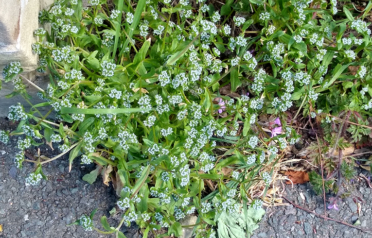 Cornsalad sp.