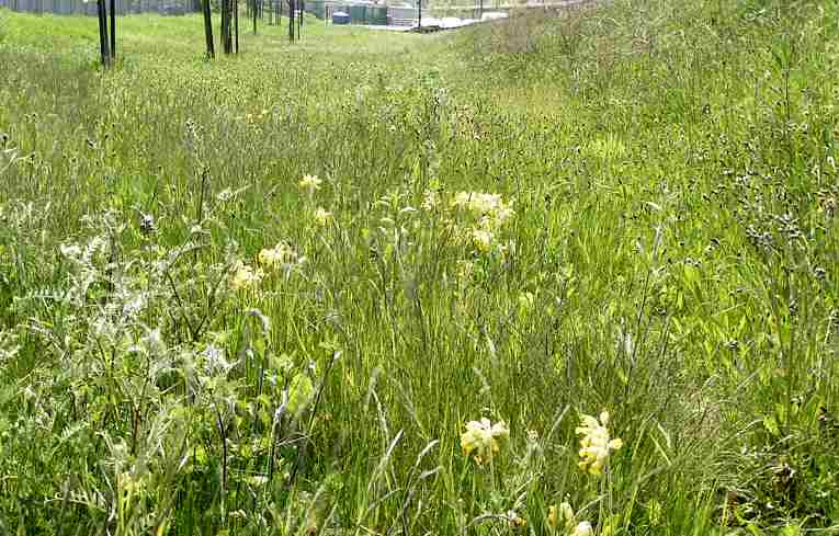 Primula veris