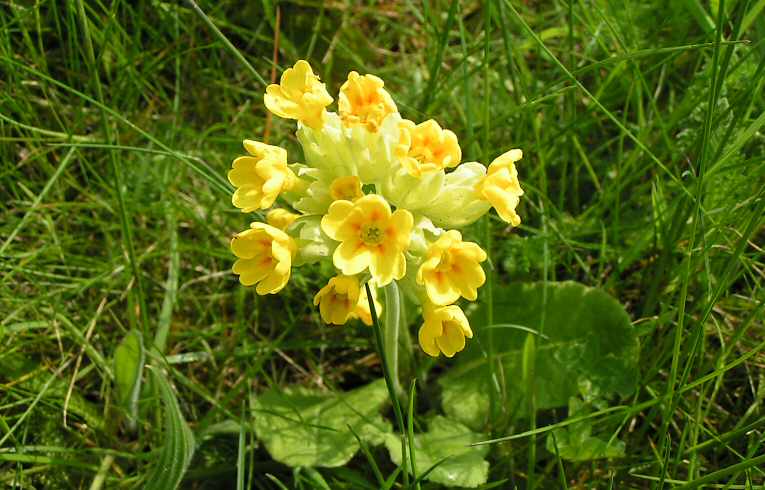 Cowslip Primula veris