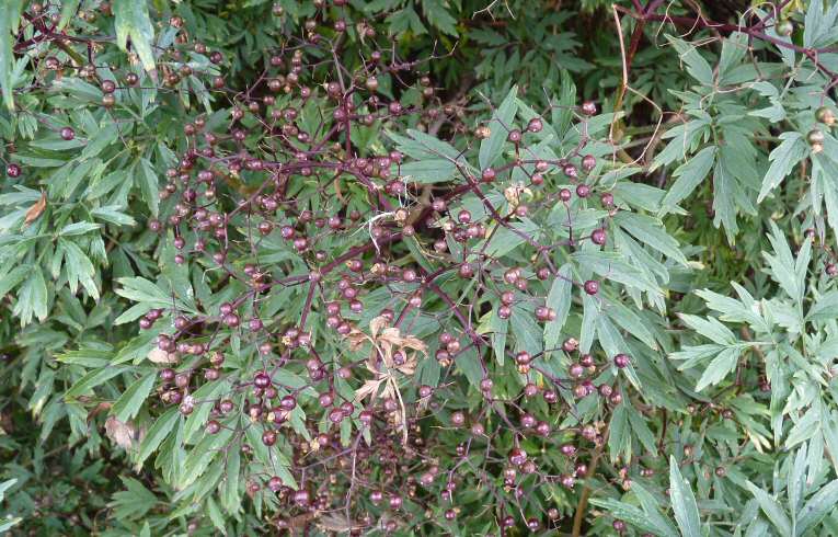 Cut-leaved Elder