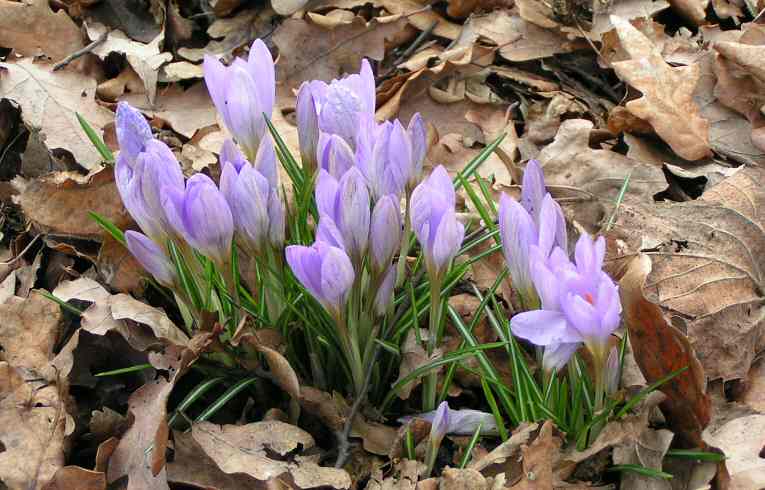 Crocus tommasinianus