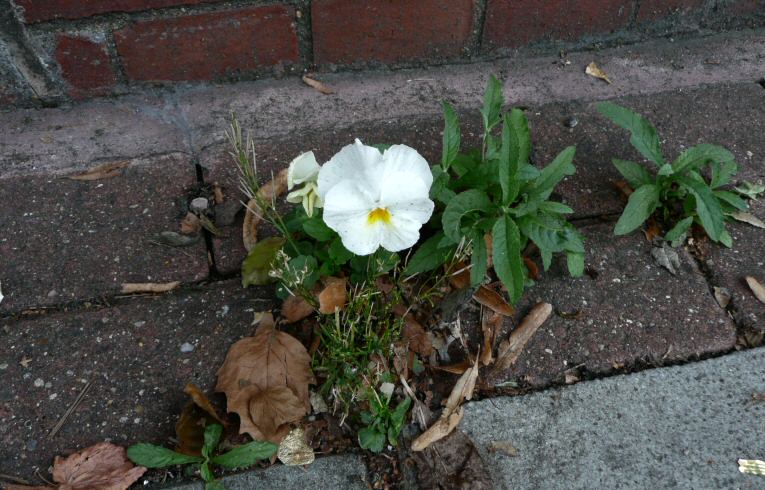 Garden Pansy