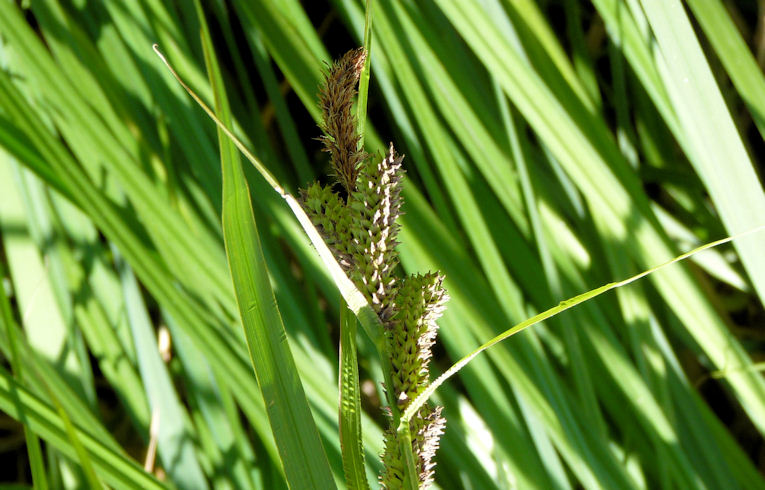 Great Pond-Sedge