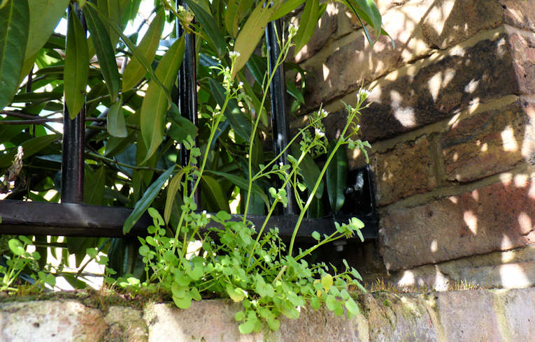 Hairy Bittercress