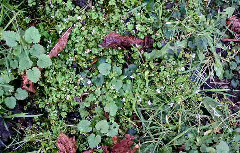 Hairy Bittercress