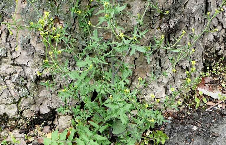 Hedge Mustard