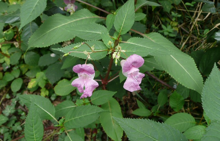 Himalayan Balsam