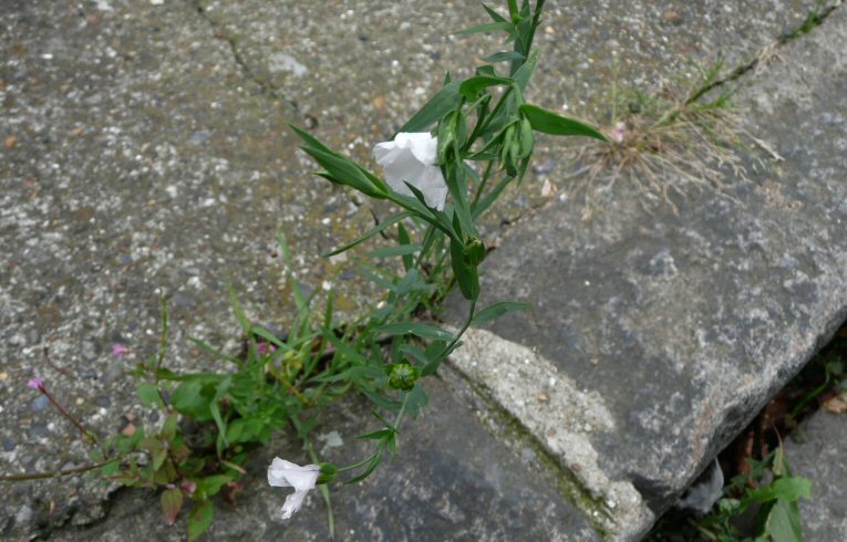 Lobelia erinus
