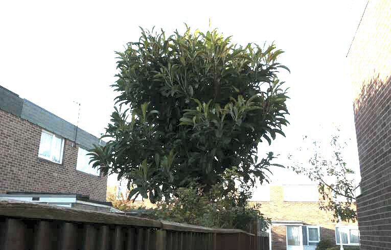 Loquat