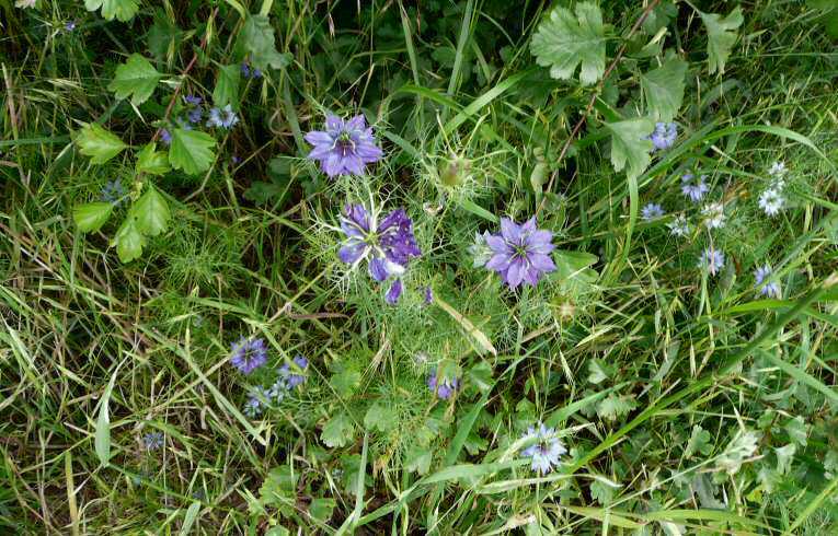 Love-in-a-mist