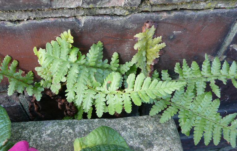 Male Fern Wanstead House