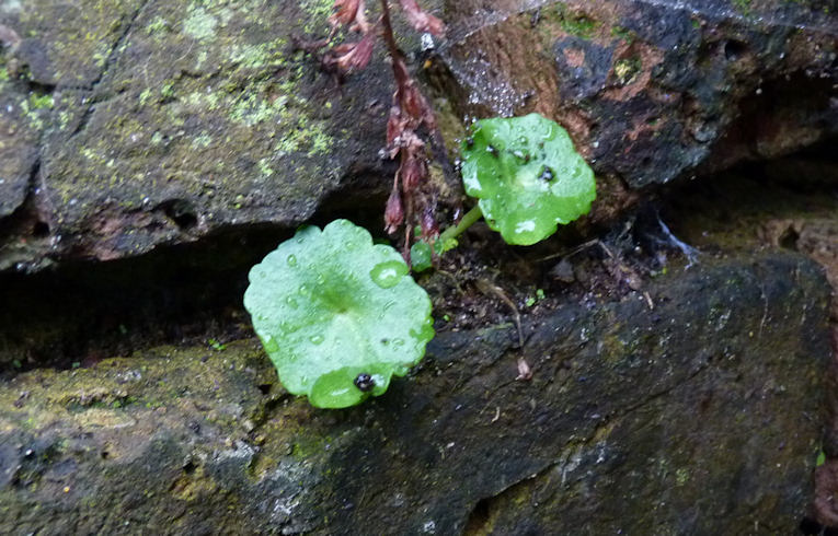 Navelwort