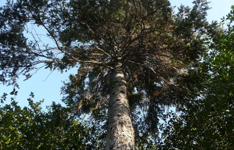 Norway Spruce