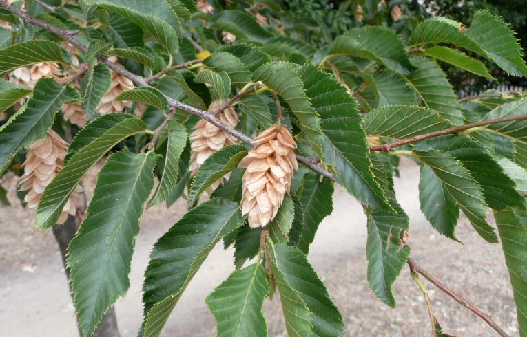 Oriental Hornbeam