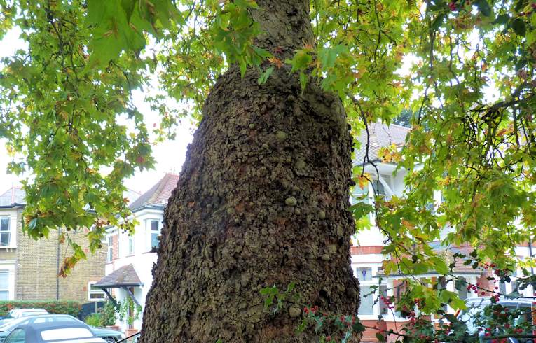 Oriental Plane